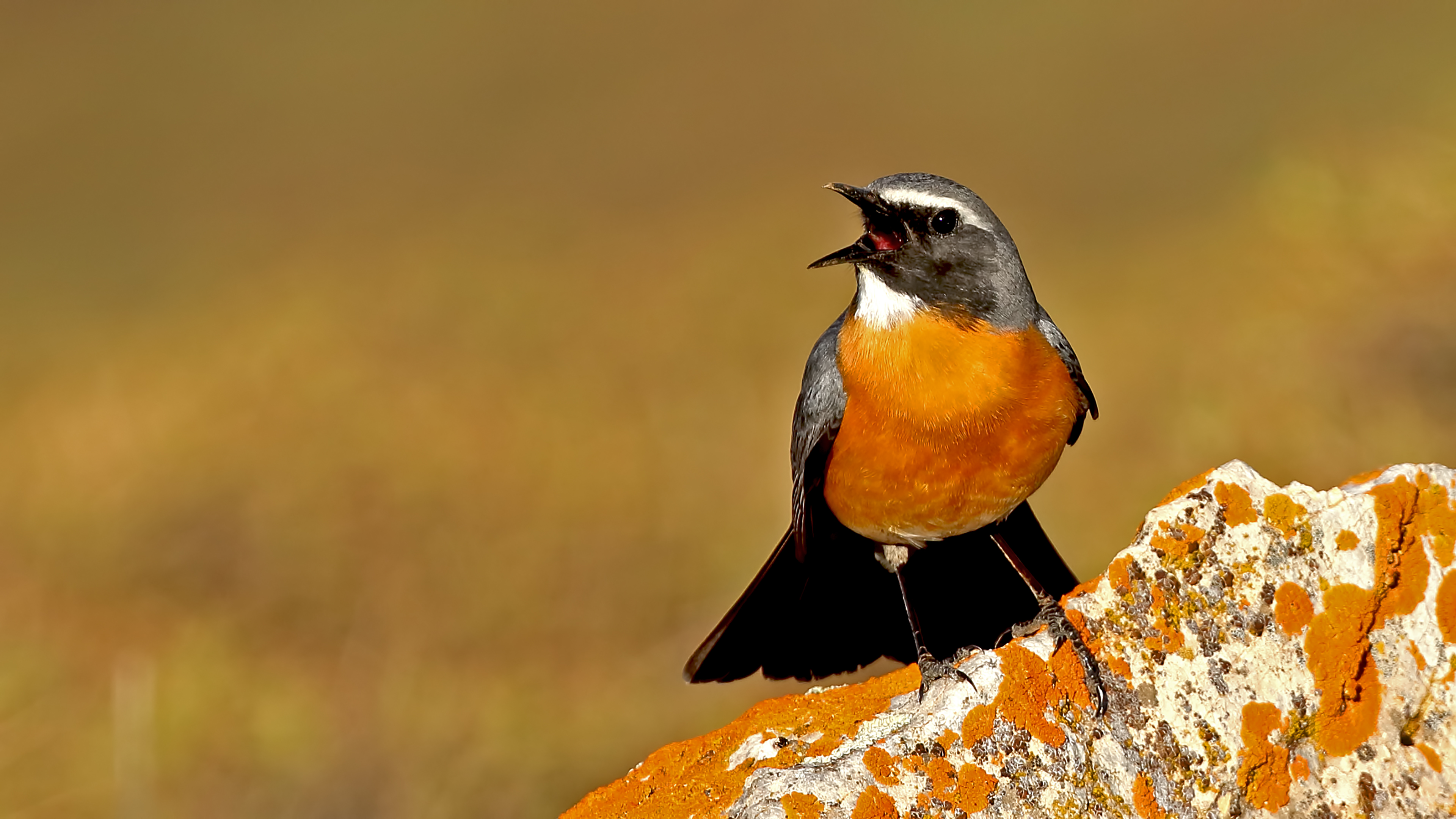 White-throated Robin — Ana fotoğraf